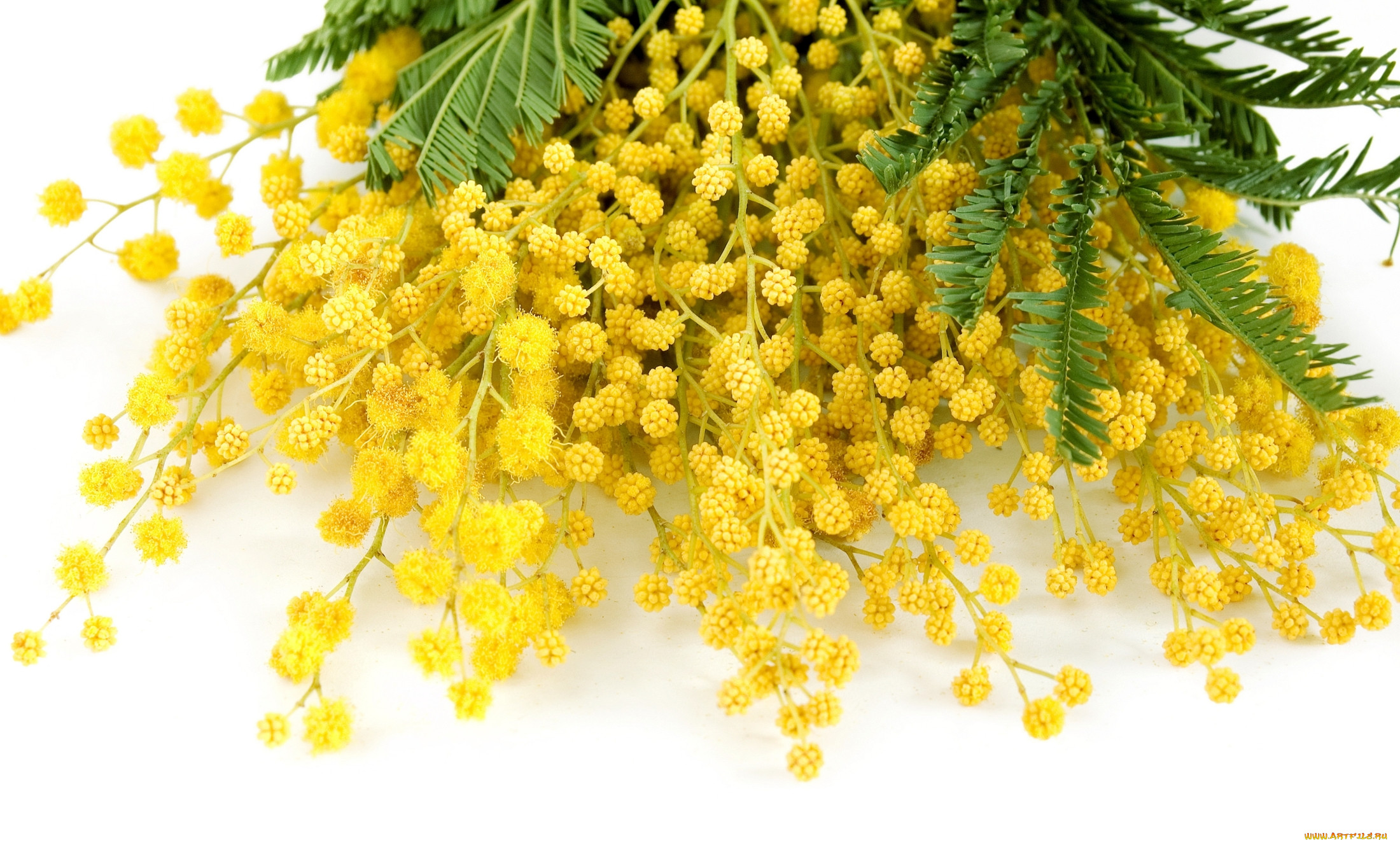 , , , delicate, yellow, mimosa, , flowers, spring
